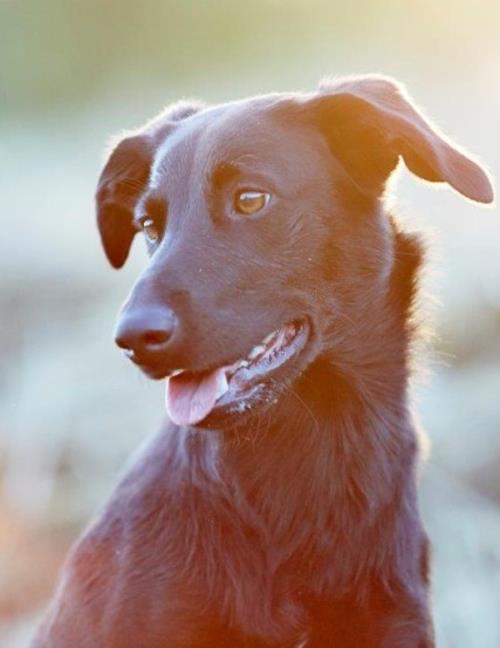 Fotovorlage von Fibi