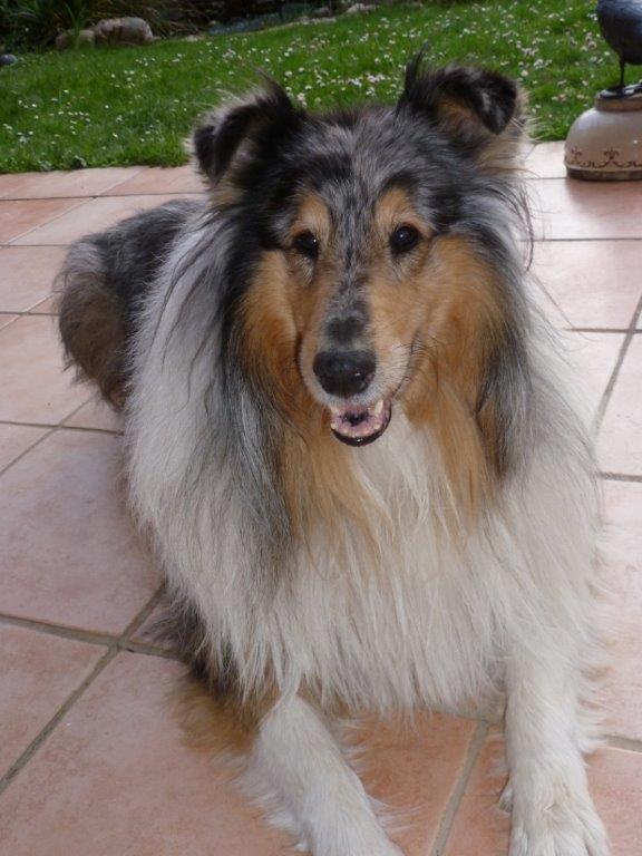 Fotovorlage von Simba